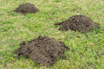 Gopher mounds