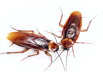 American (Sewer) Cockroach