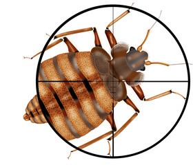 Bed bug treatment