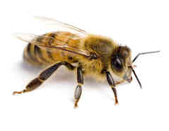 Bees and wasps removal